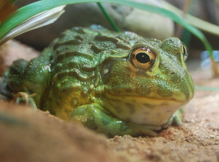 African Bullfrog: Size, Diet & Care Guide