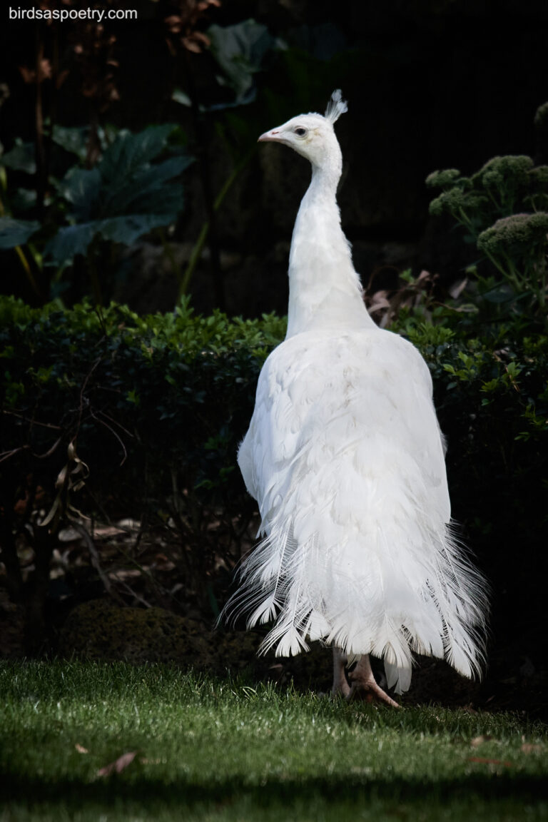 Albino Peacock