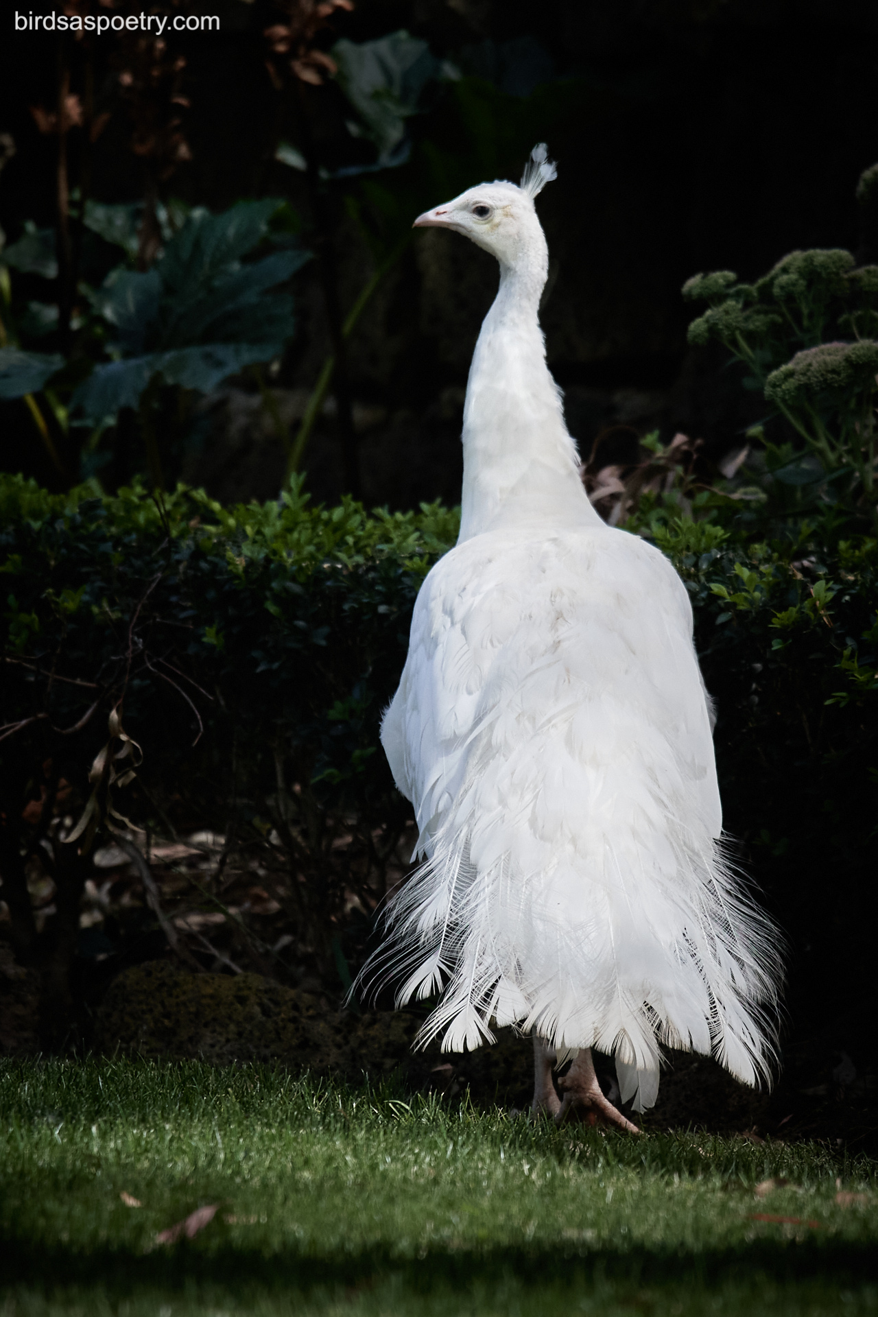 Albino Peacock