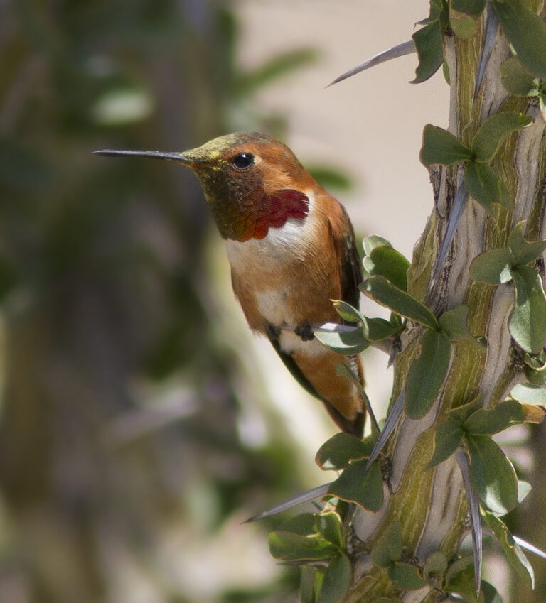 Allen’s Hummingbird: Identification, Range, and Behavior Guide