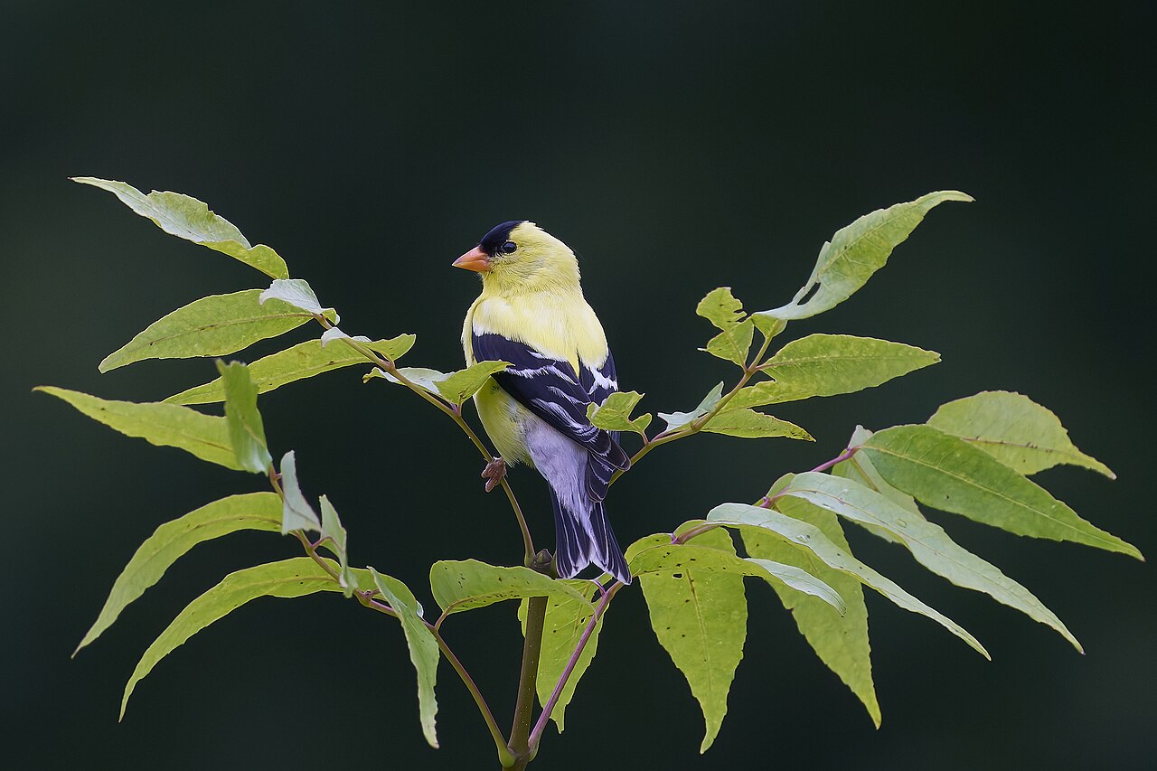 American Goldfinch Symbolism: Joy and Positivity