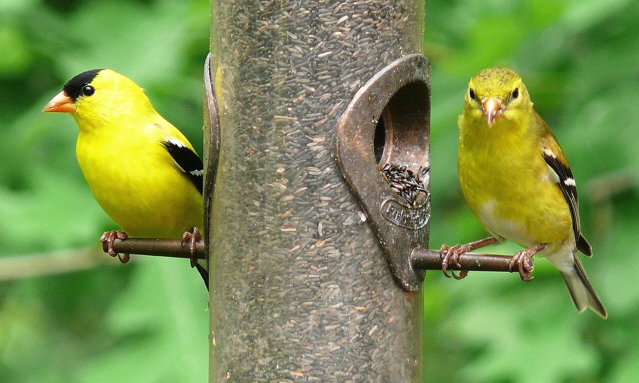 Goldfinch Feather and Spirit Animal Meaning