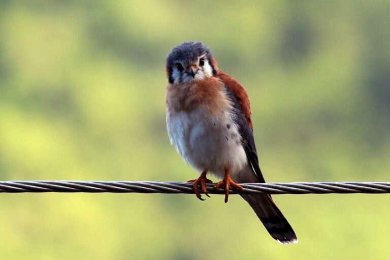 American Kestrel: Smallest NA Falcon