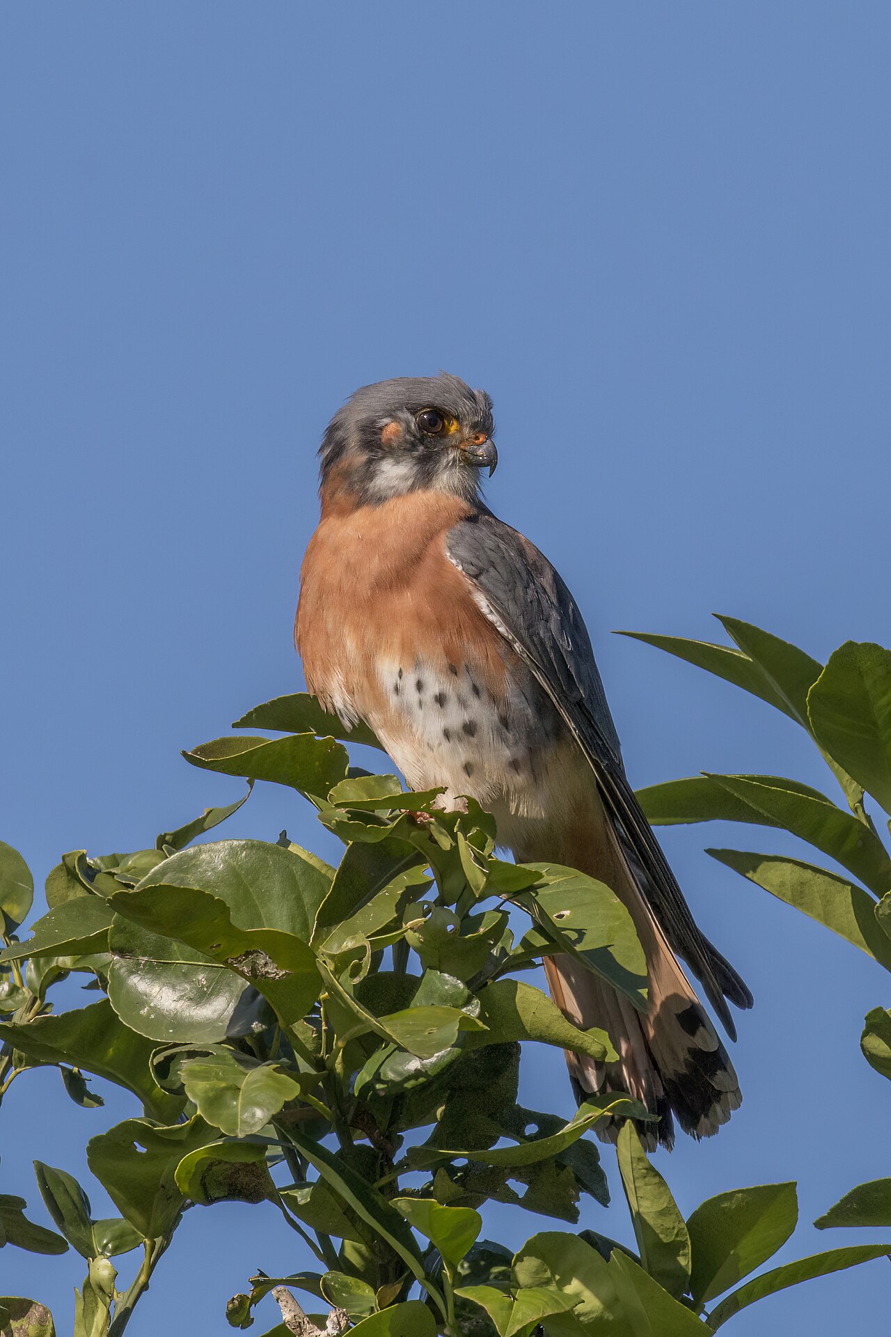 Male vs. Female American Kestrels