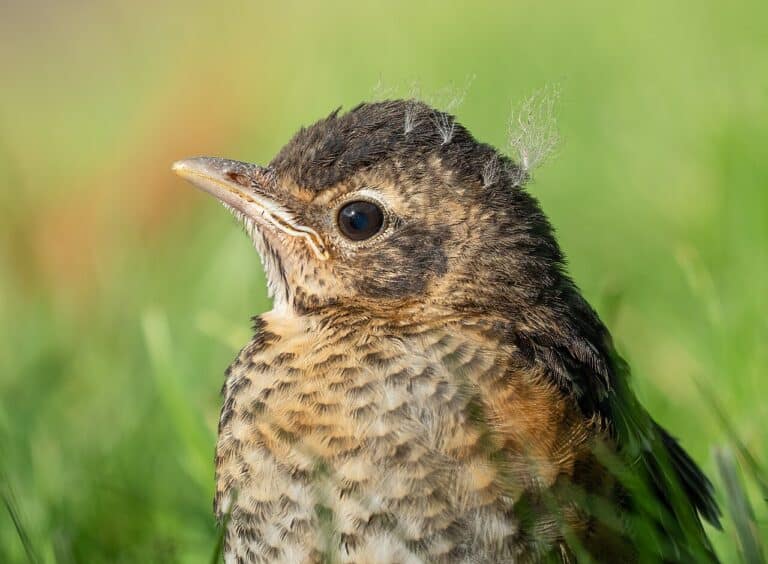American Robin: Complete Identification, Diet, and Behavior Guide (2026)