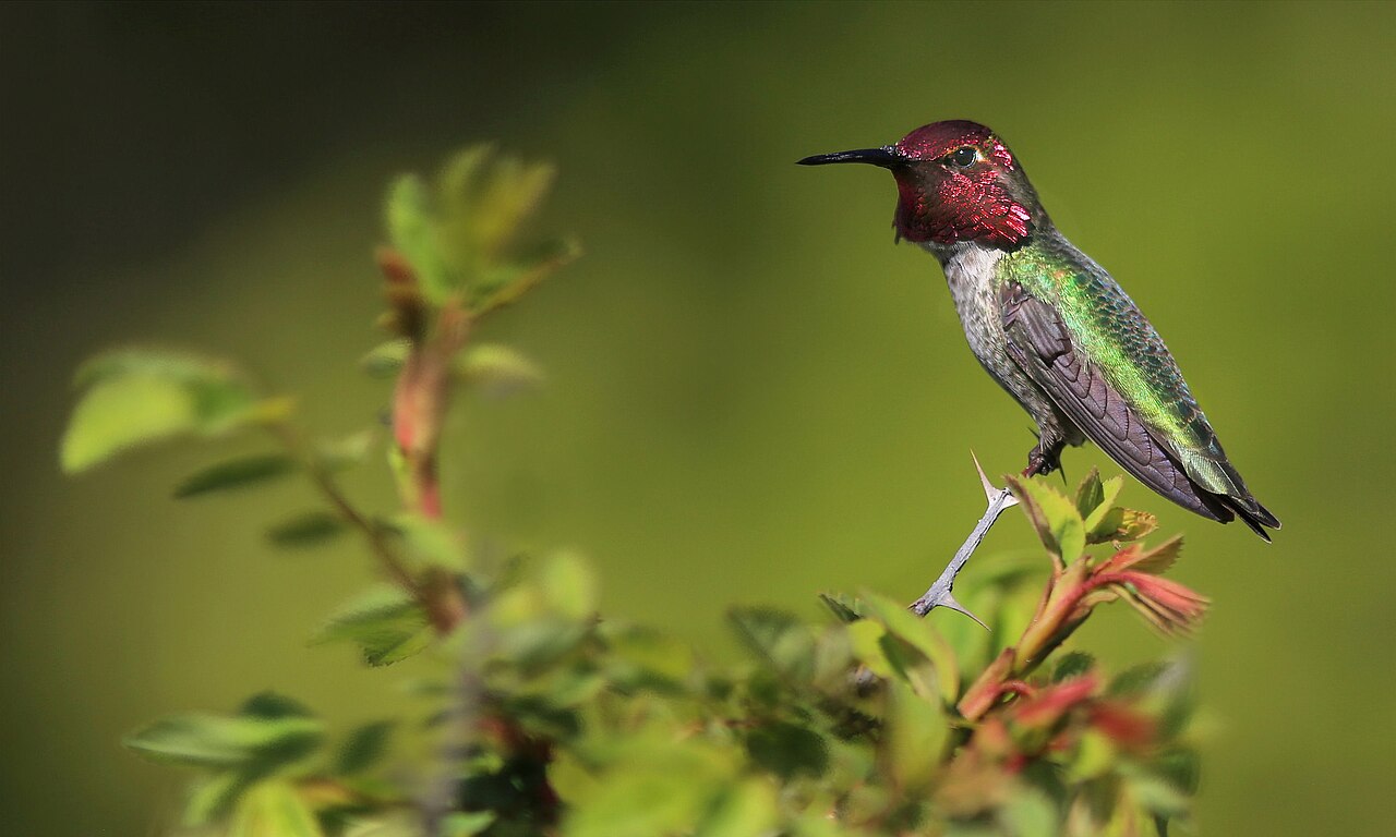Anna’s Hummingbird: Identification, Range, and Behavior Guide