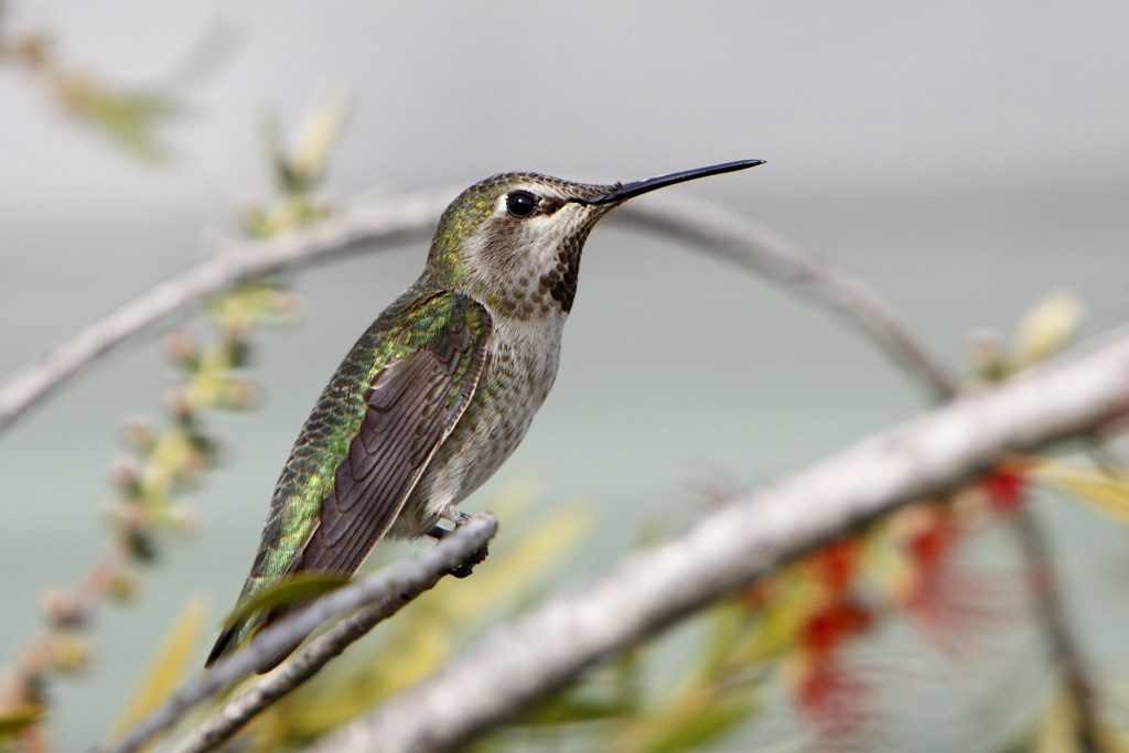 Range and Non-Migratory Behavior