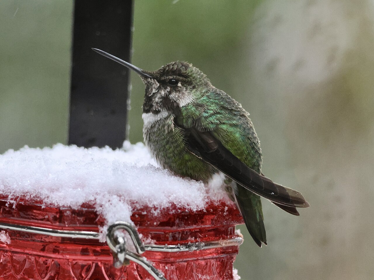 Diet and Feeding Behavior