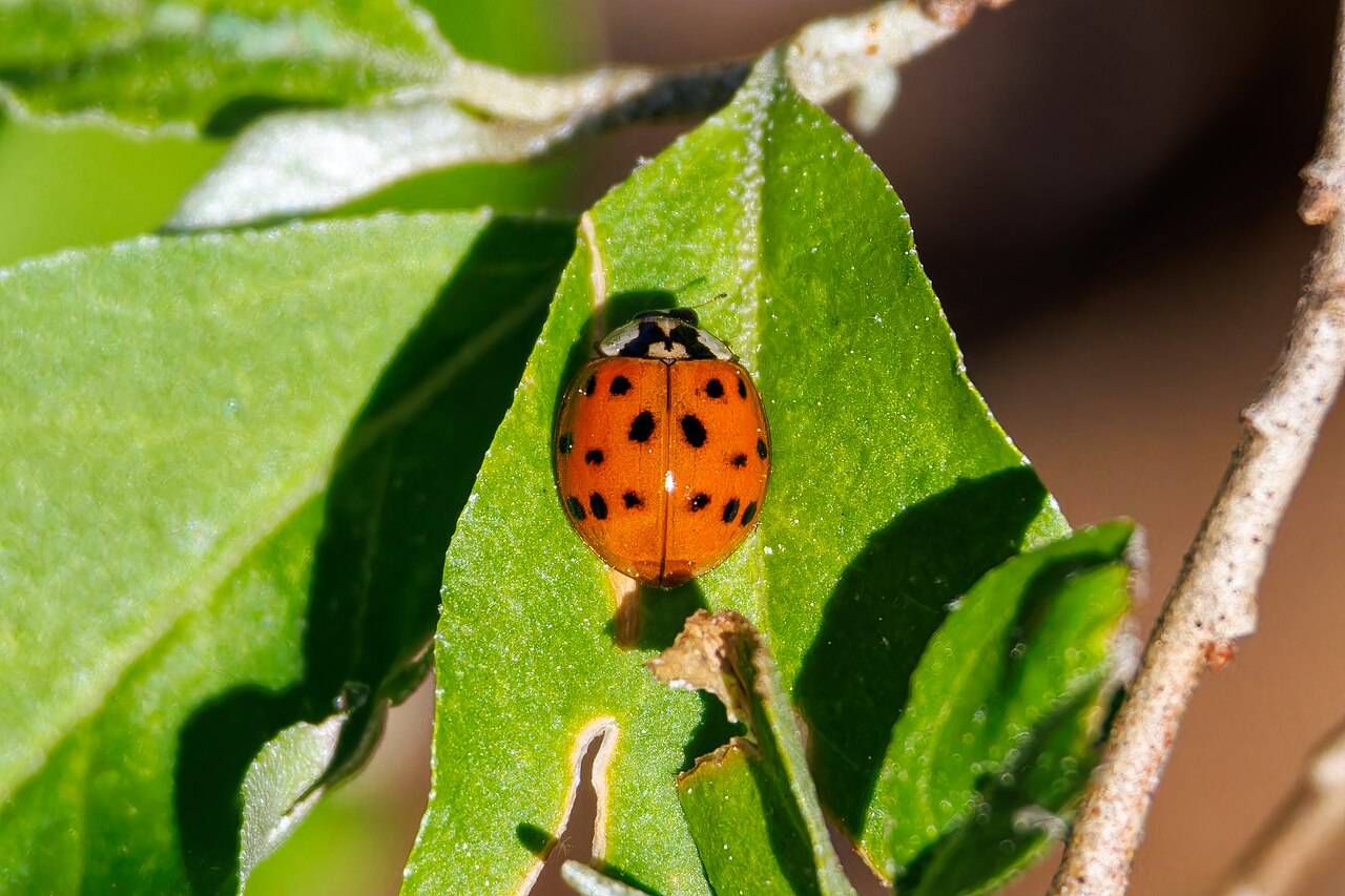 Asian Lady Beetle