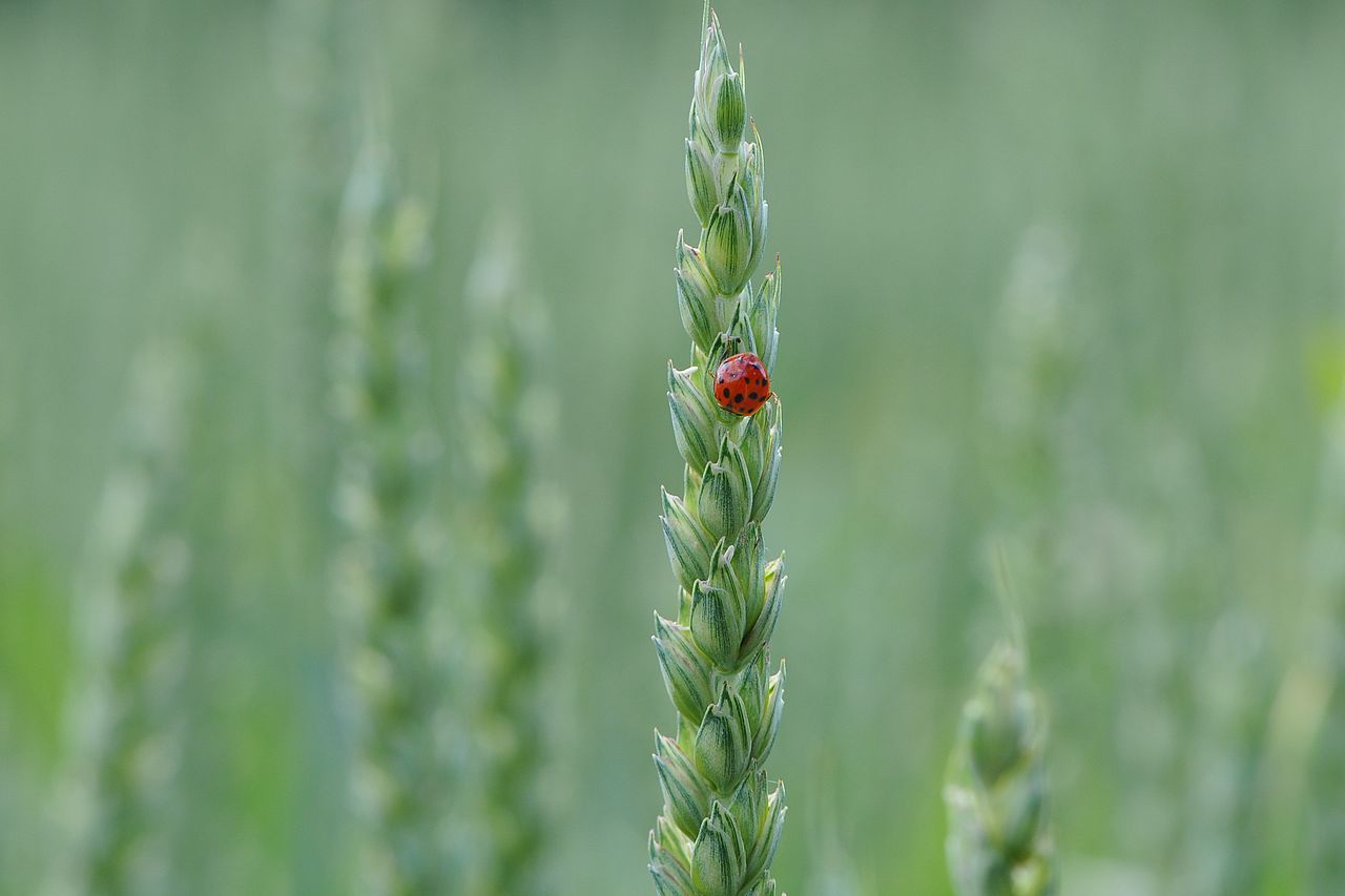 Asian Lady Beetle vs Ladybug: How to Tell Them Apart