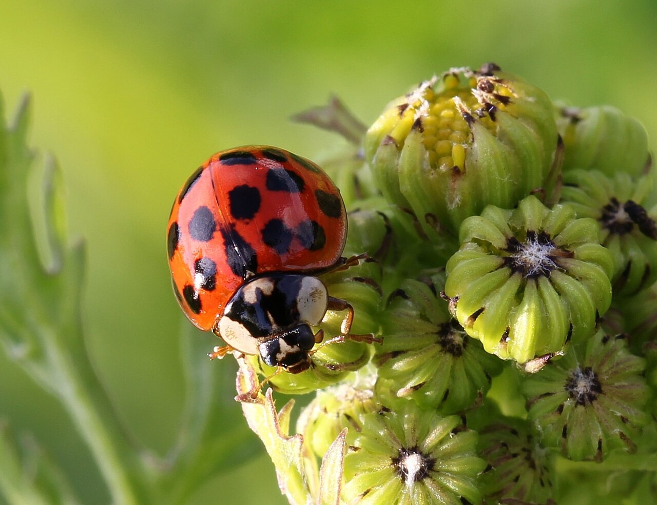 What Is an Asian Lady Beetle?