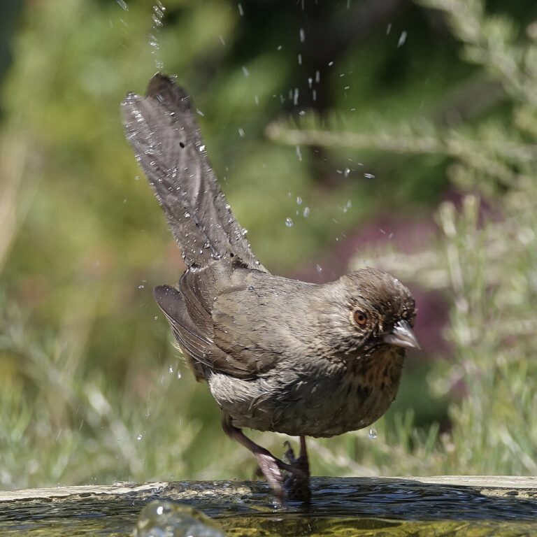 How to Attract Birds Quickly: The Fastest Methods That Actually Work