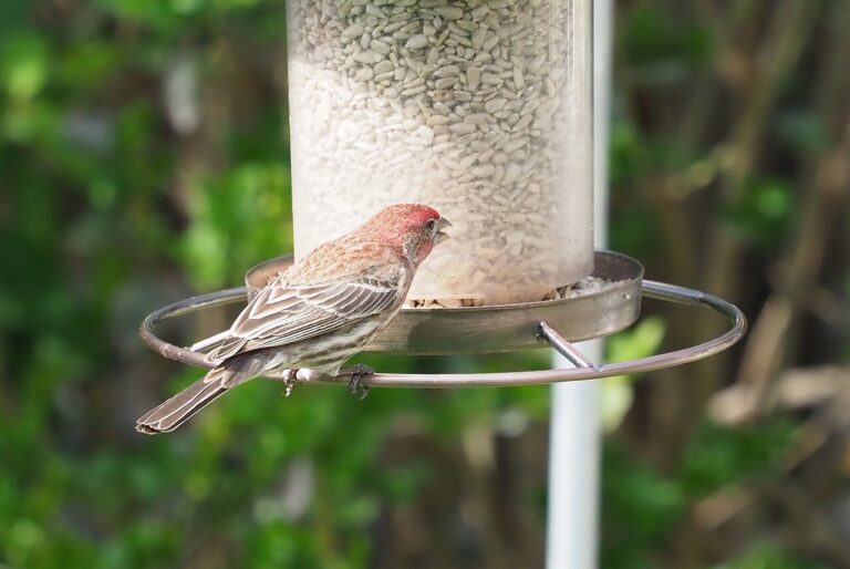 How to Attract Birds to Your Feeder: The Complete Step-by-Step Guide