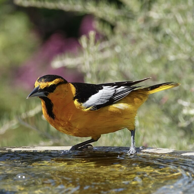 How to Attract Birds to Your Yard: The Complete Guide