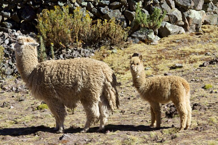 Baby Alpaca: Cria Facts, Growth, Care, and Wool Explained