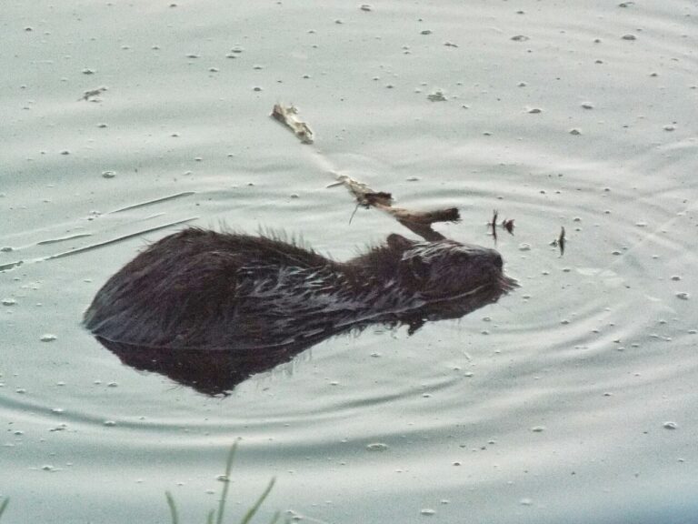 Baby Beaver