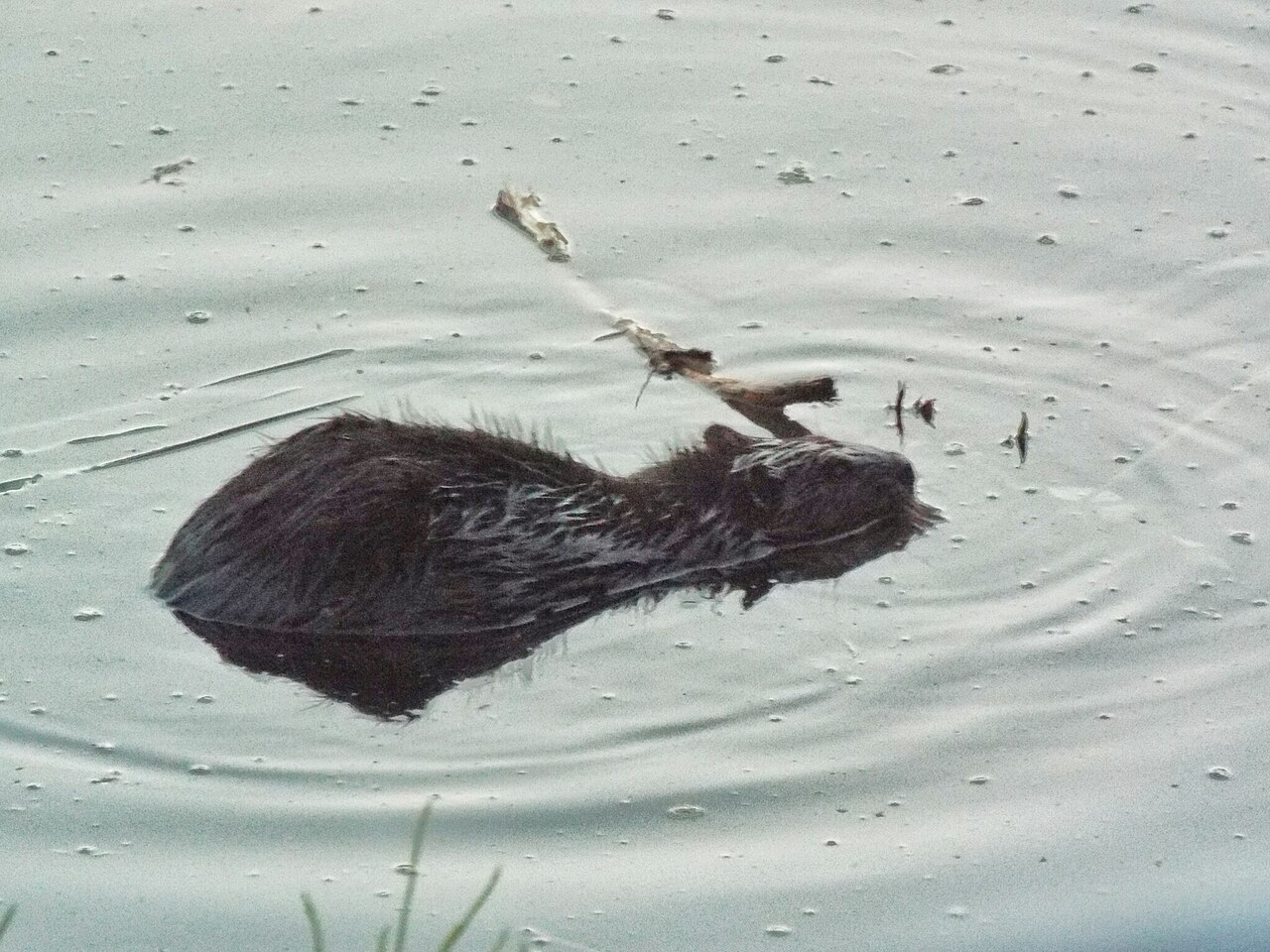Baby Beaver