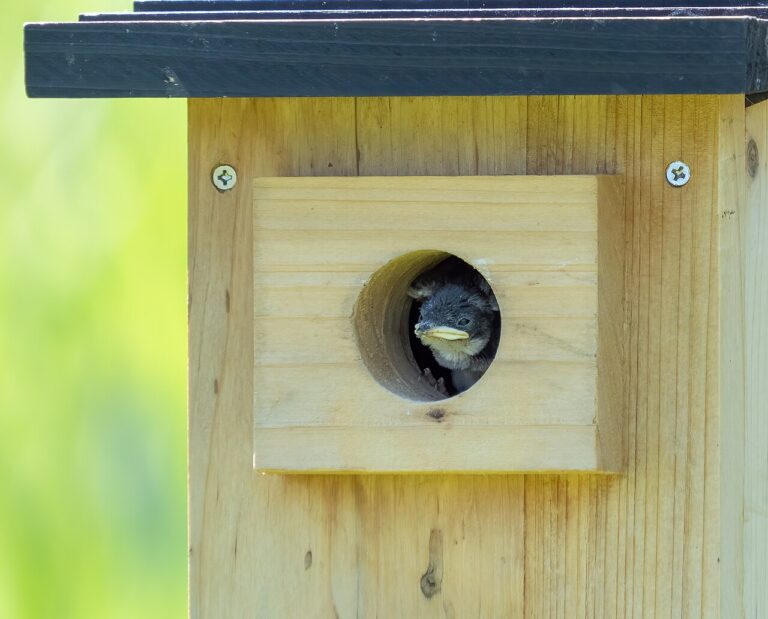 Baby Bird Identification: The Complete Guide (Plus What to Do If You Find One)