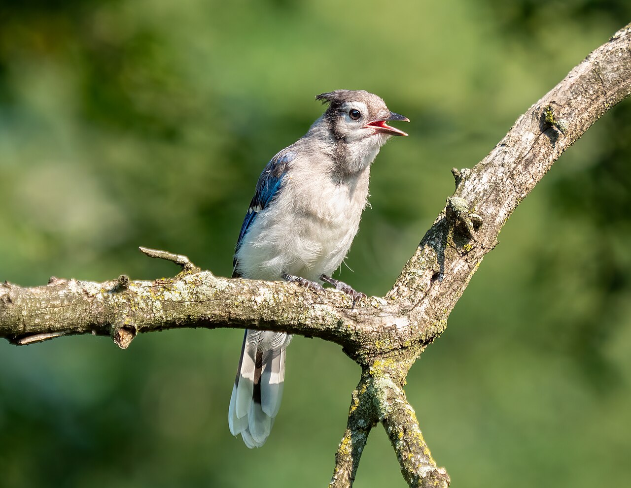 Baby Blue Jay: Identification, Care, and Survival