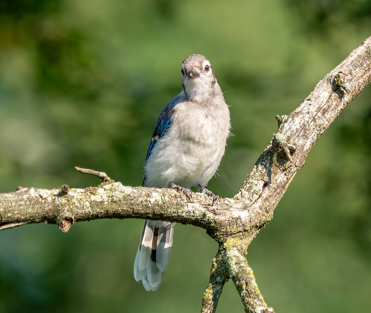 Baby Blue Jay Growth Stages