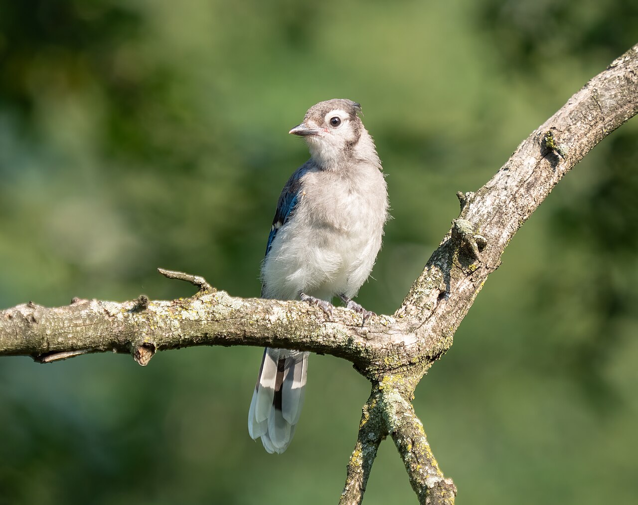 What to Do If You Find a Baby Blue Jay