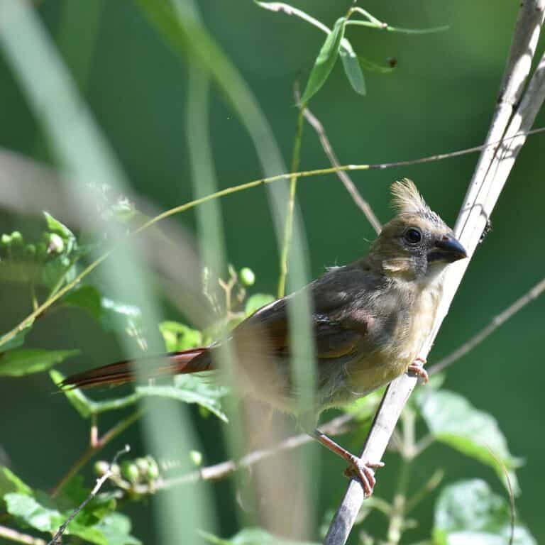 Baby Cardinal: Identification, Diet & Care
