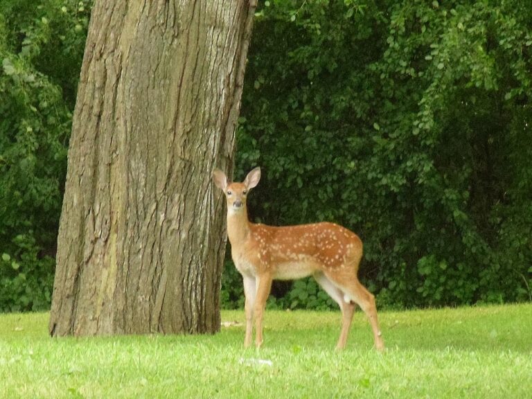 Baby Deer