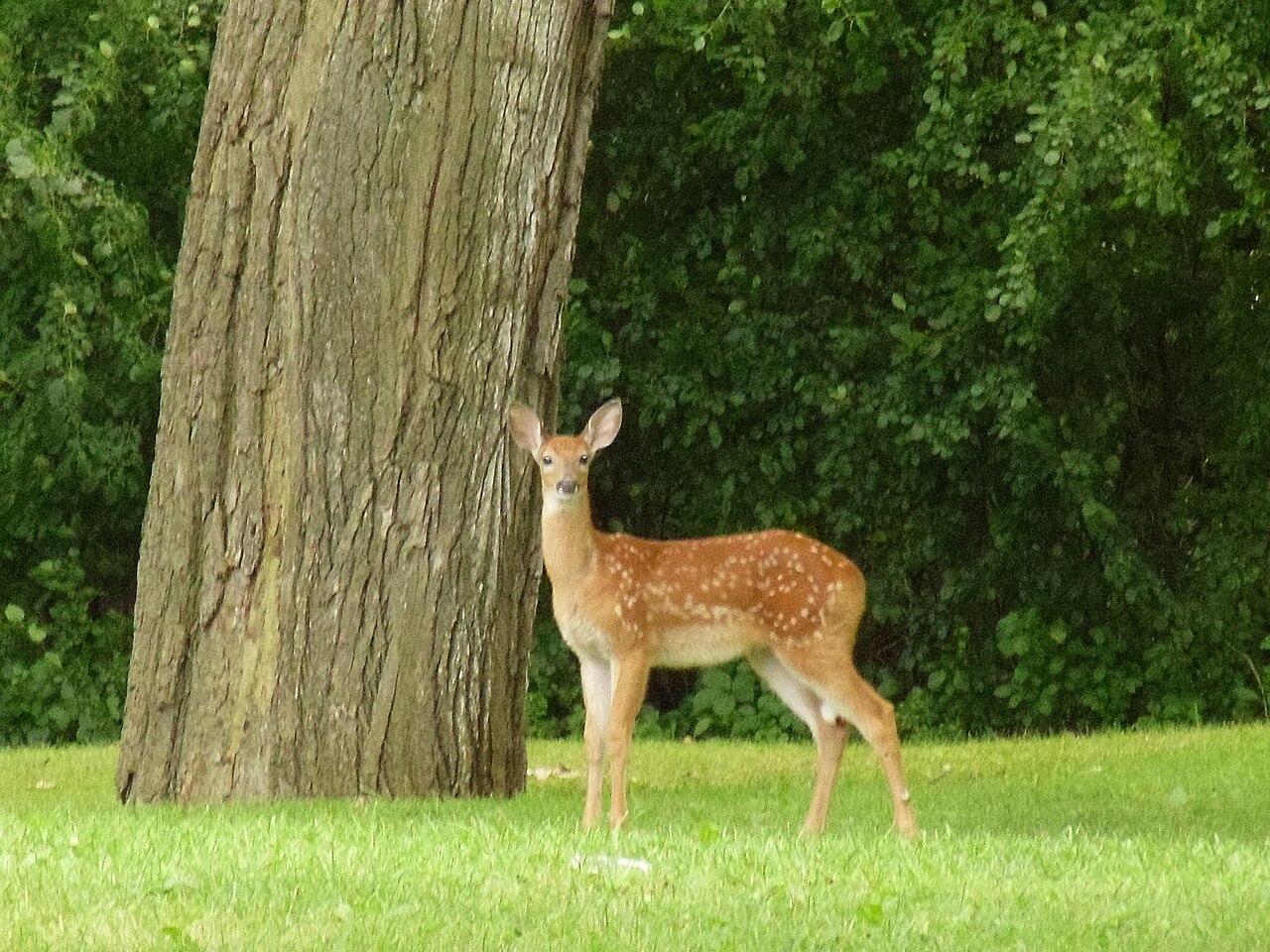 Baby Deer