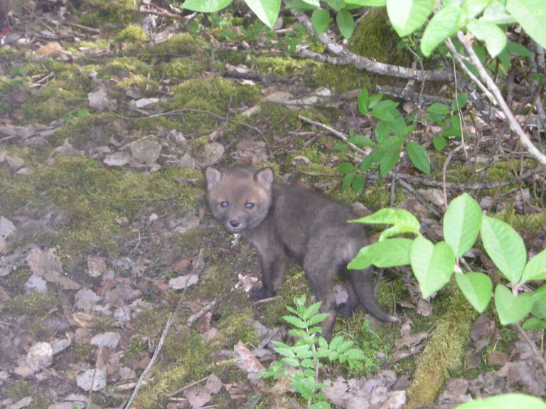 Baby Fox: What It’s Called, Facts, and Care