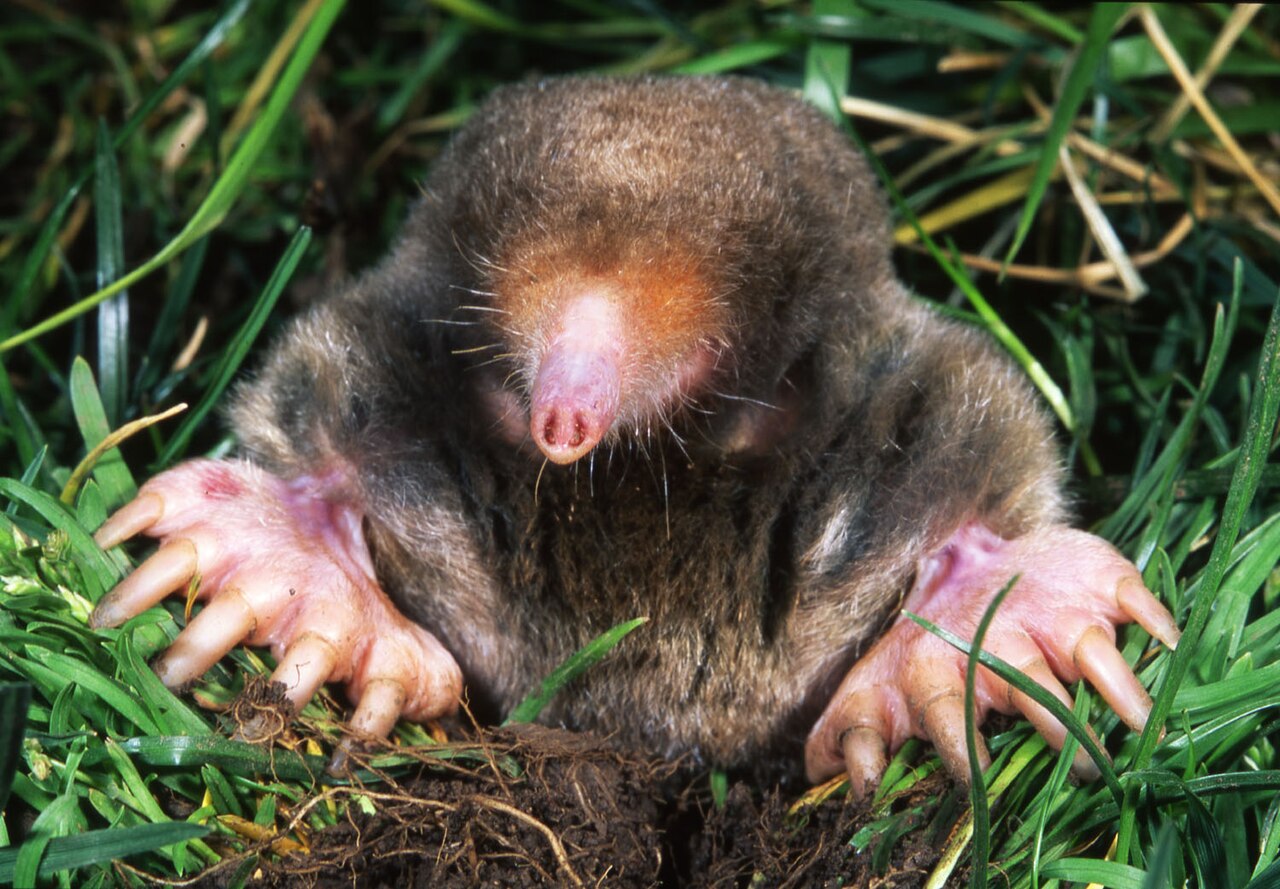Baby Mole