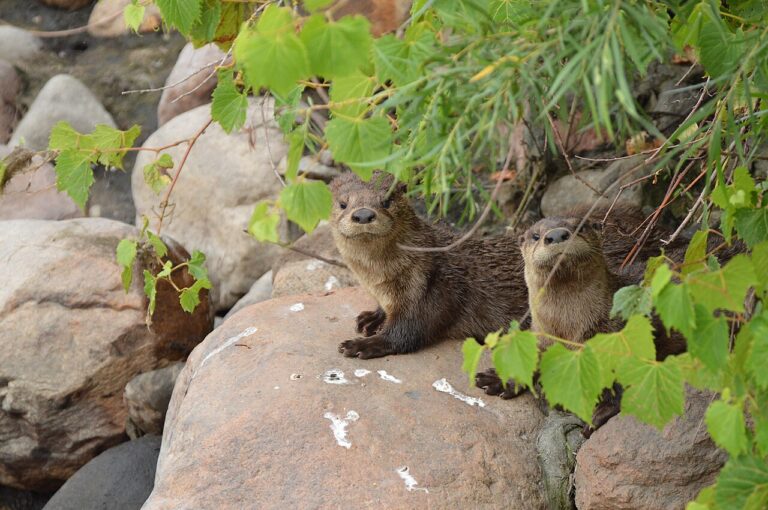 Baby Otter: Development, Diet & What to Do