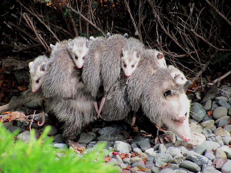 Baby Possum Guide: Age, Size Test & What to Do