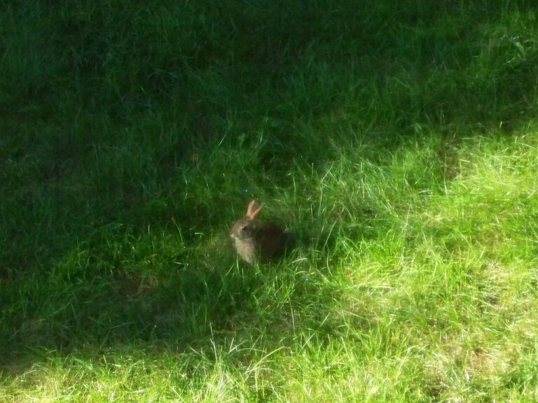 Baby Rabbit: Nests, Care, and What to Do