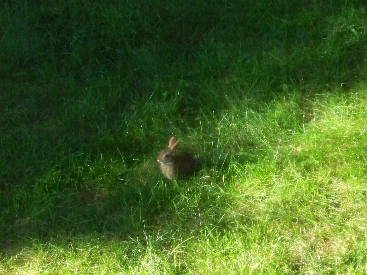 Baby Rabbit: Nests, Care, and What to Do