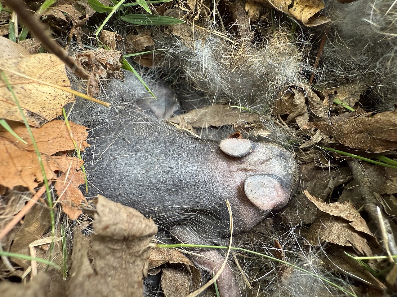 What Does a Baby Rabbit Look Like?