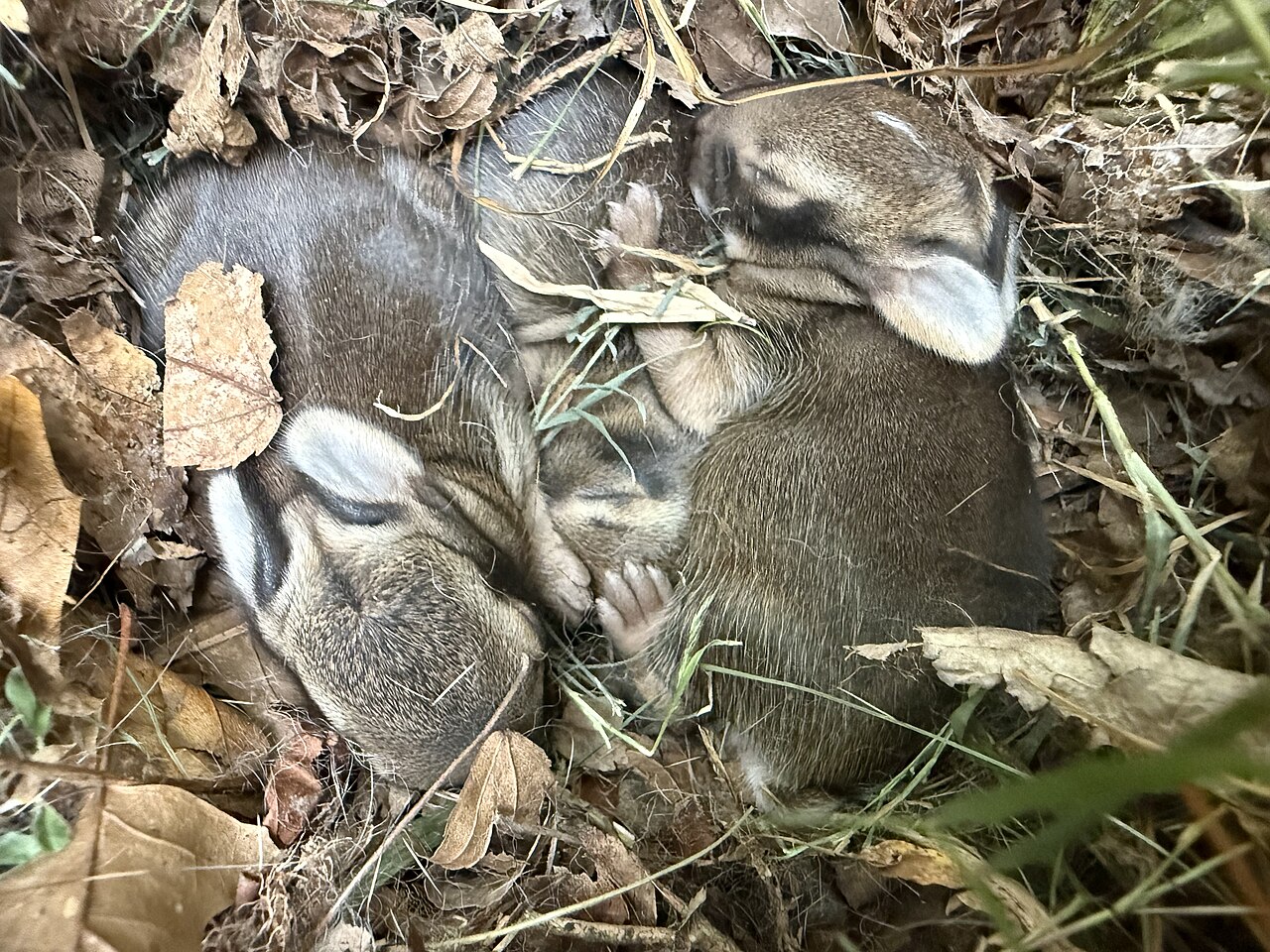 How Fast Do Baby Rabbits Grow?