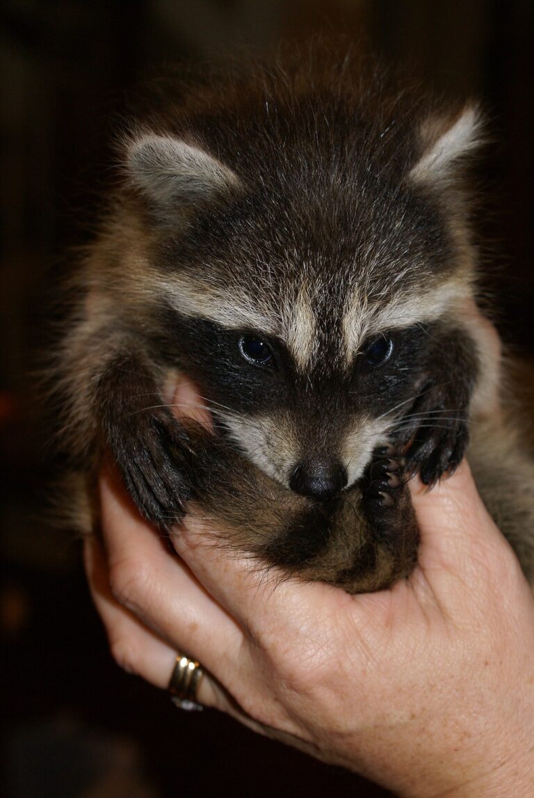 Baby Raccoon: Facts, Care, and What to Do