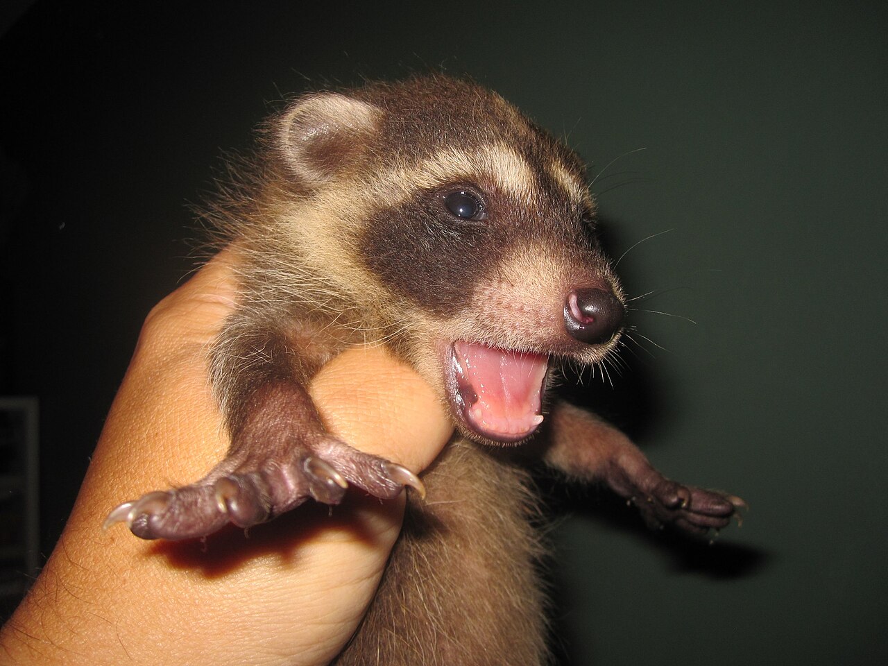 What Does a Baby Raccoon Look Like?
