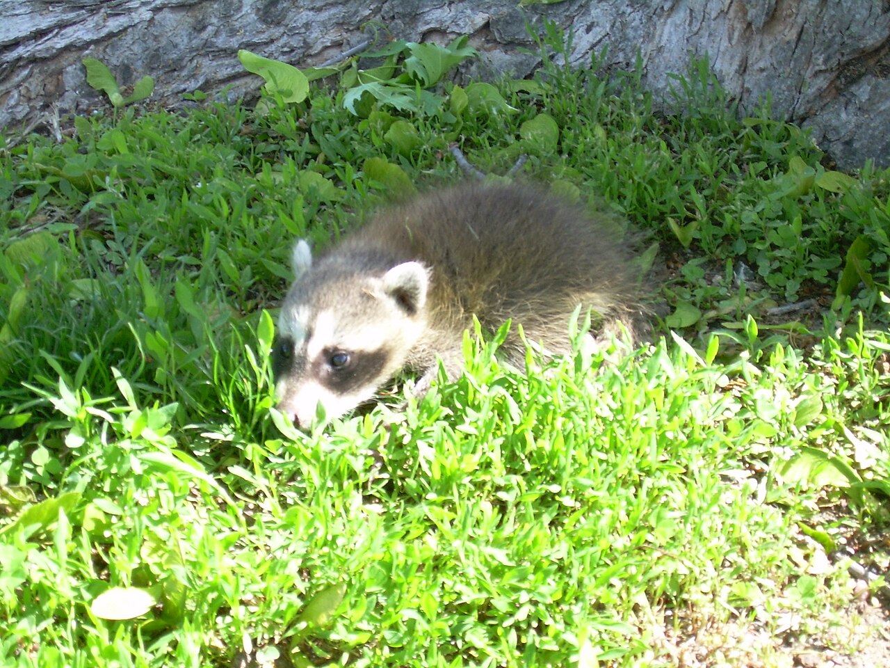 How Do Baby Raccoons Grow Up?