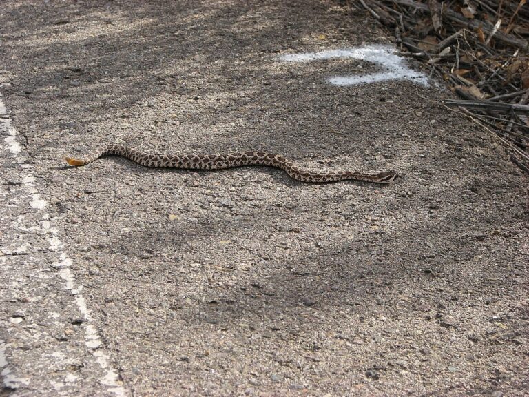 Baby Rattlesnake: Identification & Danger Guide