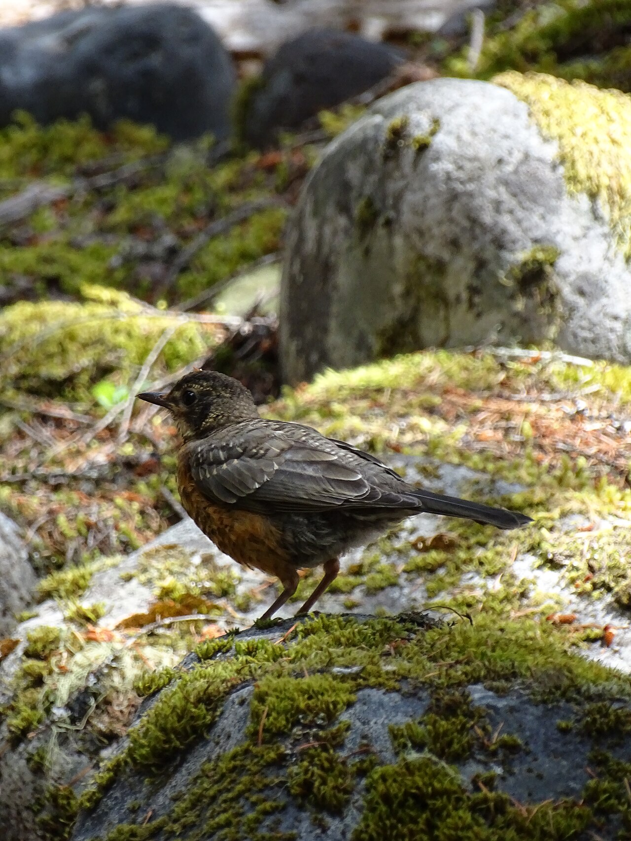 Baby Robin: Identification, Care, and Lifecycle