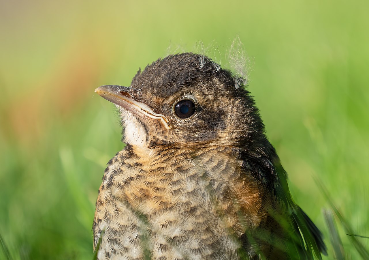 Baby Robin Growth Stages