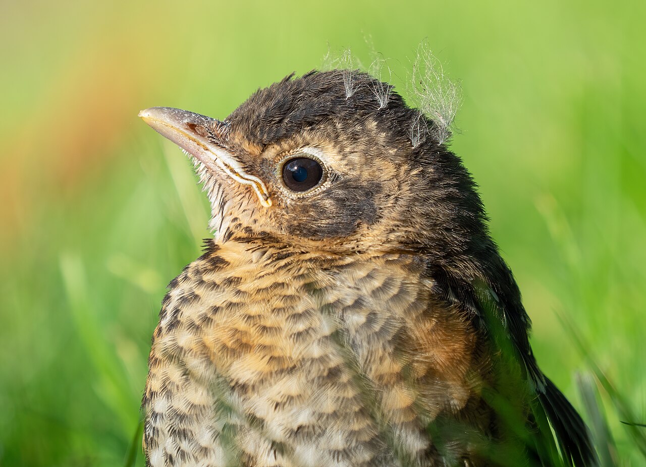 What Do Baby Robins Eat?