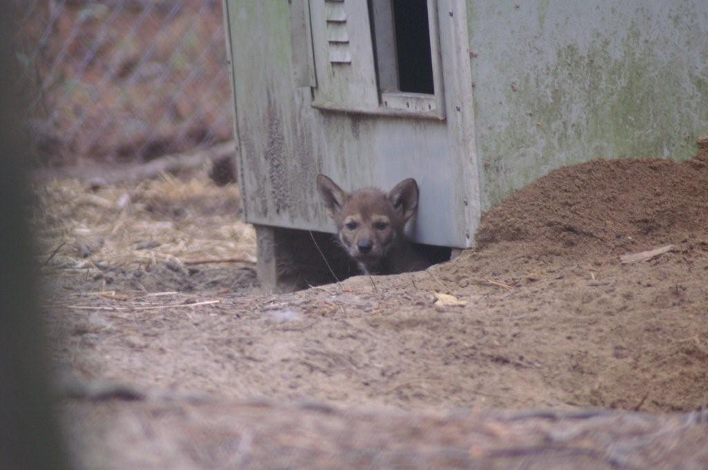Baby Wolf