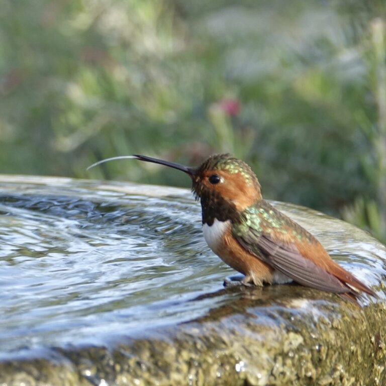 Backyard Birding for Beginners: How to Start (Complete Guide)