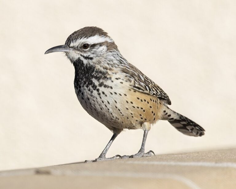 Backyard Birds of Arizona: 15 Common Species (2026 Identification Guide)