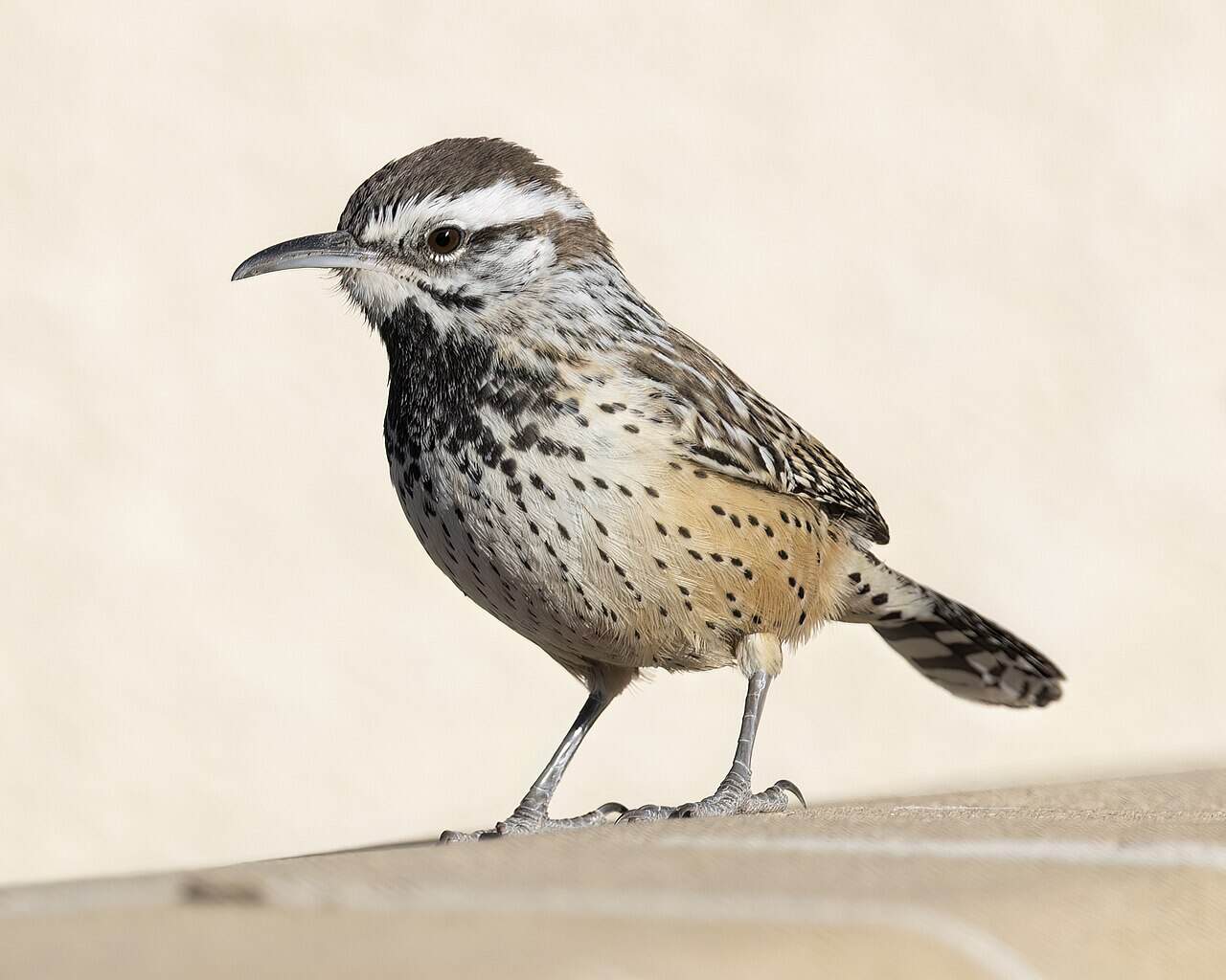 Backyard Birds of Arizona: 15 Common Species (2026 Identification Guide)