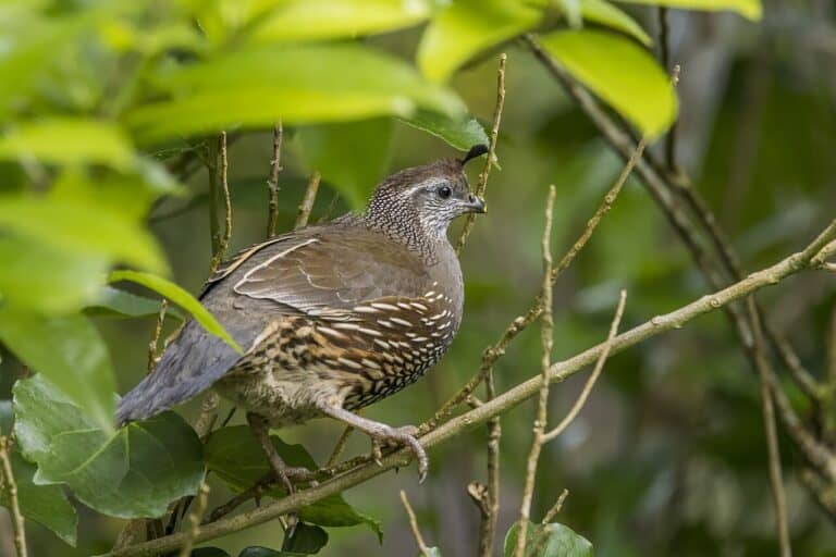 Backyard Birds of California: 15 Common Species (2026 Identification Guide)