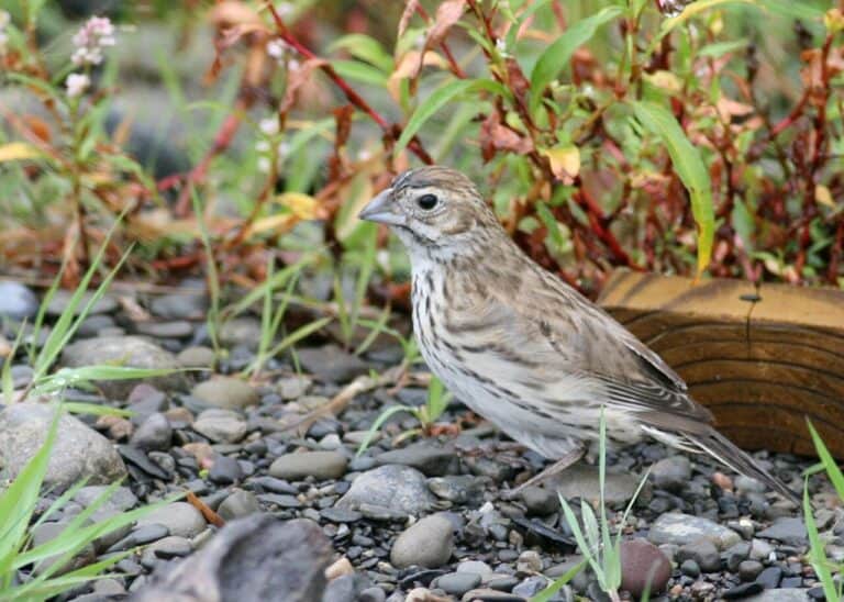 Backyard Birds of Colorado: 15 Common Species (2026 Identification Guide)