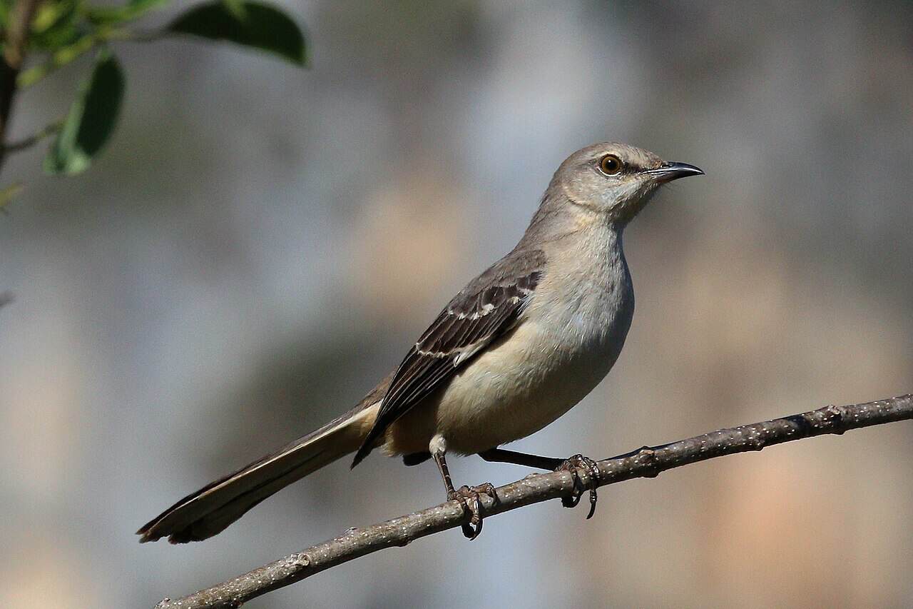 Backyard Birds of Florida: 15 Common Species (2026 Identification Guide)